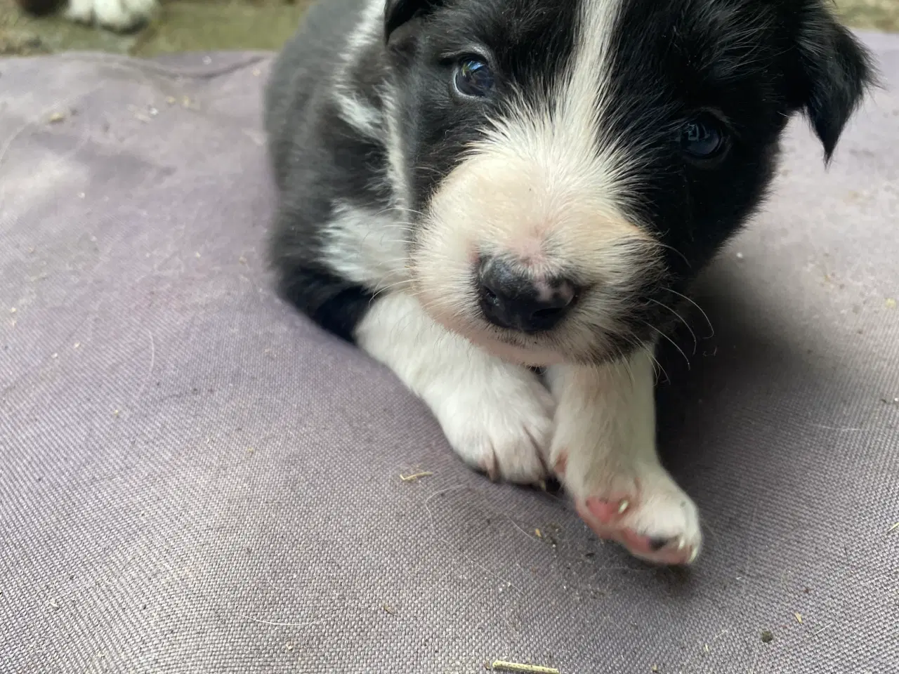 Billede 3 - Fantastiske Border Collie hvalpe med stamtavle 
