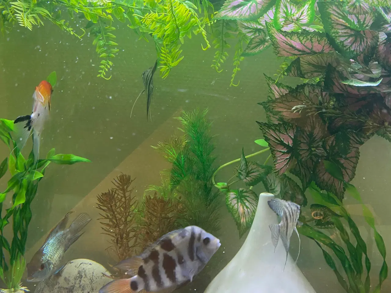 Billede 5 - Søger denne fisk