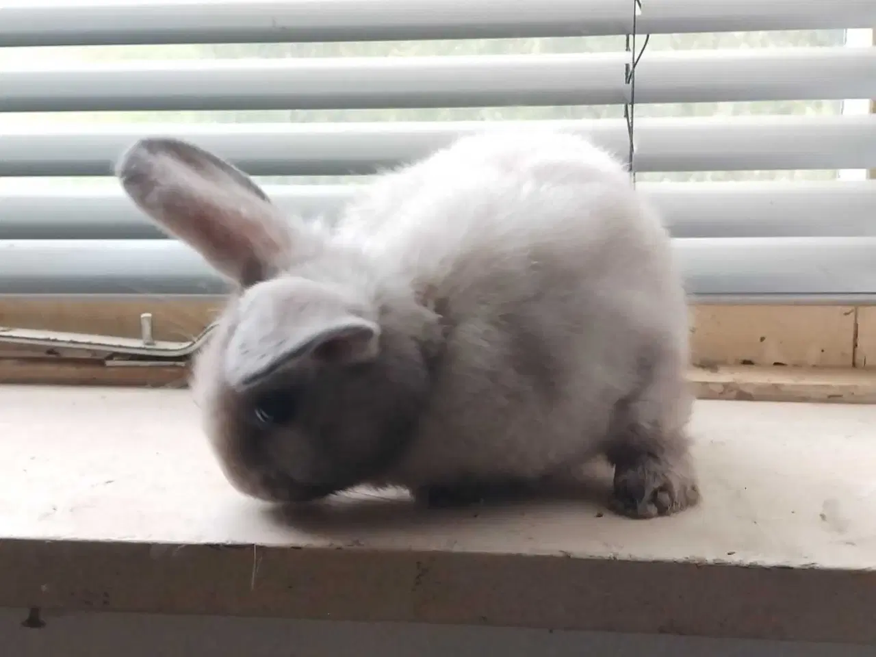 Billede 3 - Sød og kælen Mini-lop mix 