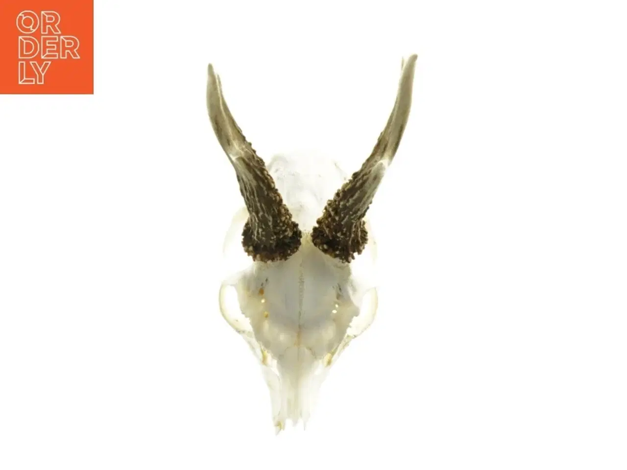 Billede 2 - Gevir (str. Længde, 29 cm)