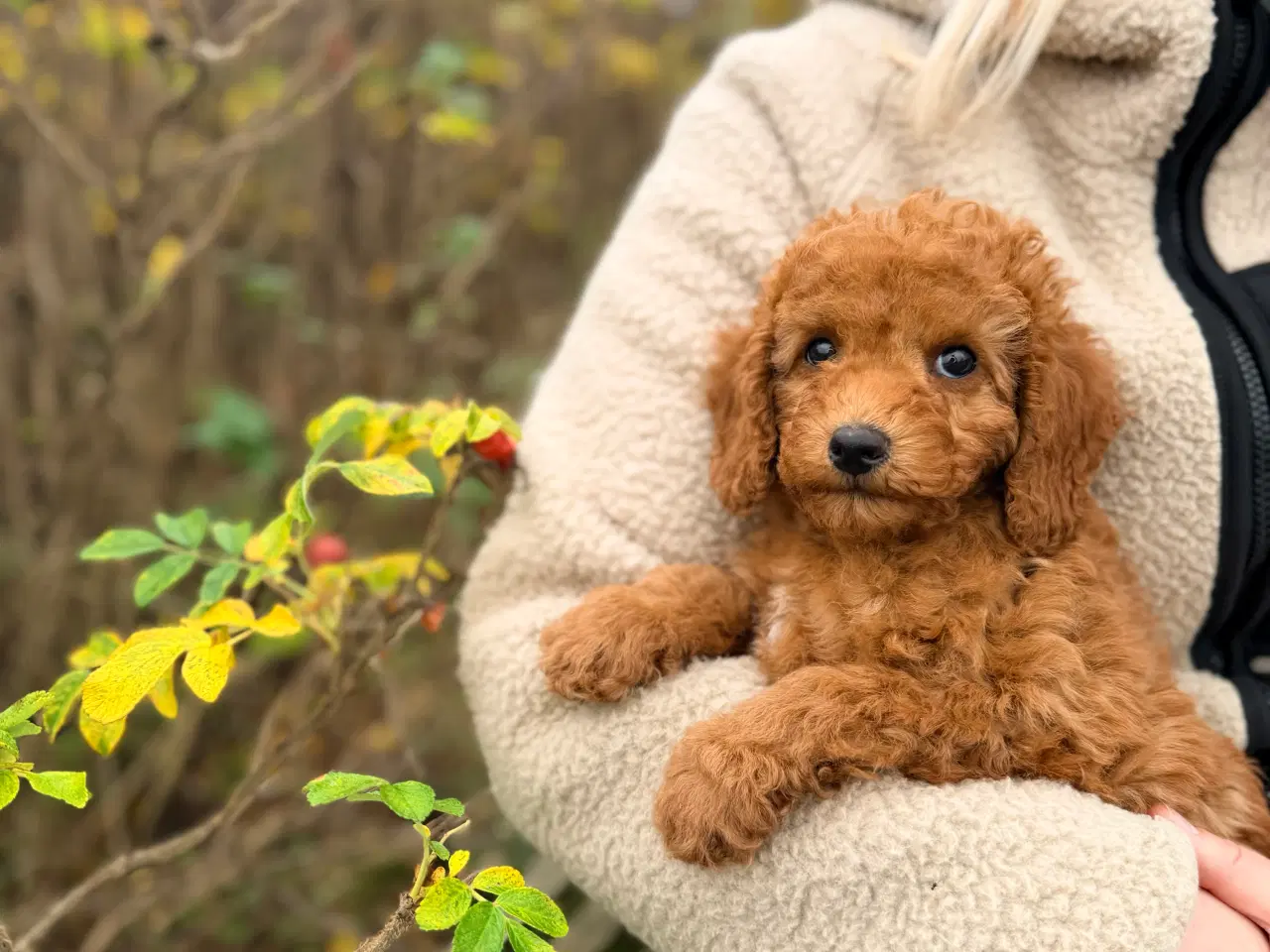 Billede 3 - Mellem puddel