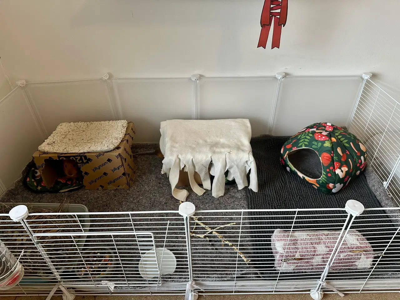 Billede 7 - To søde han marsvin søger nyt hjem