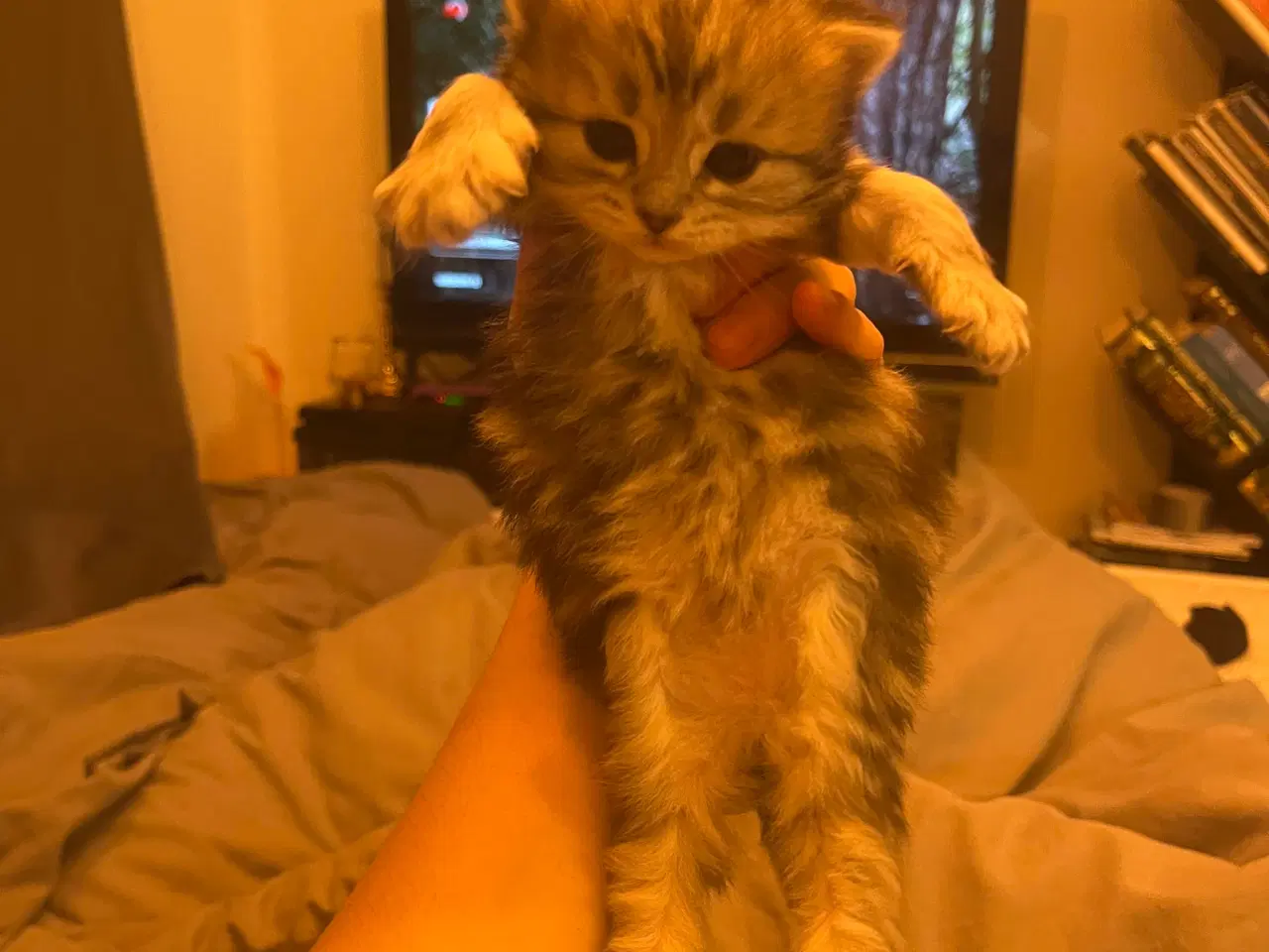 Billede 1 - Norsk skovkat x mainecoon killinger