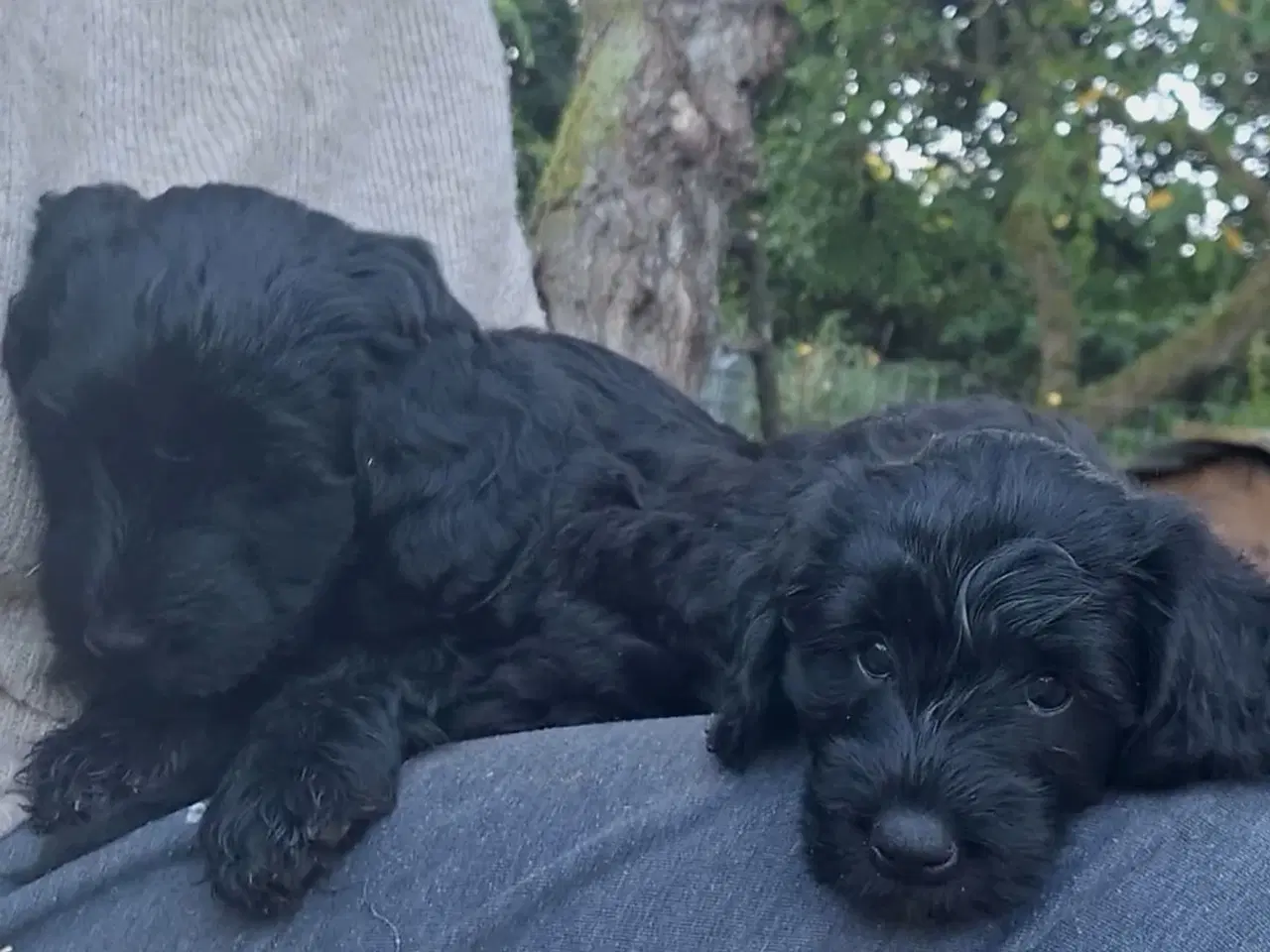 Billede 10 - Sorte Goldendoodle hvalpe