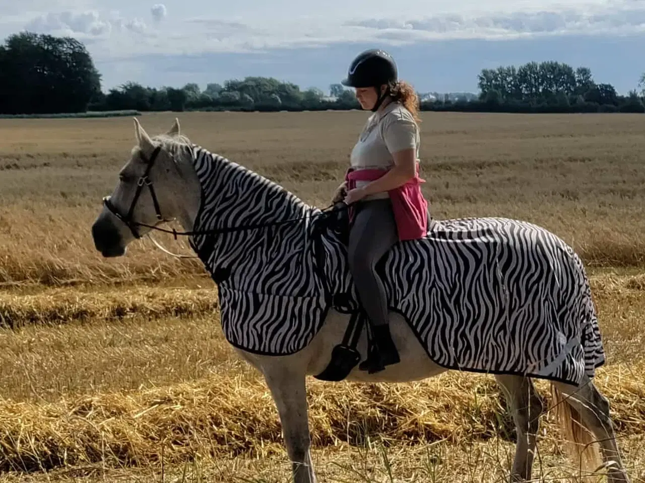 Billede 3 - Hoppe til hygge/avl/let ridning