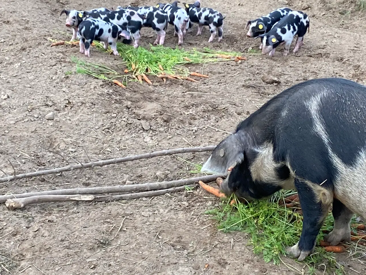 Billede 1 - Gris, sortbroget gammel dansk landrace