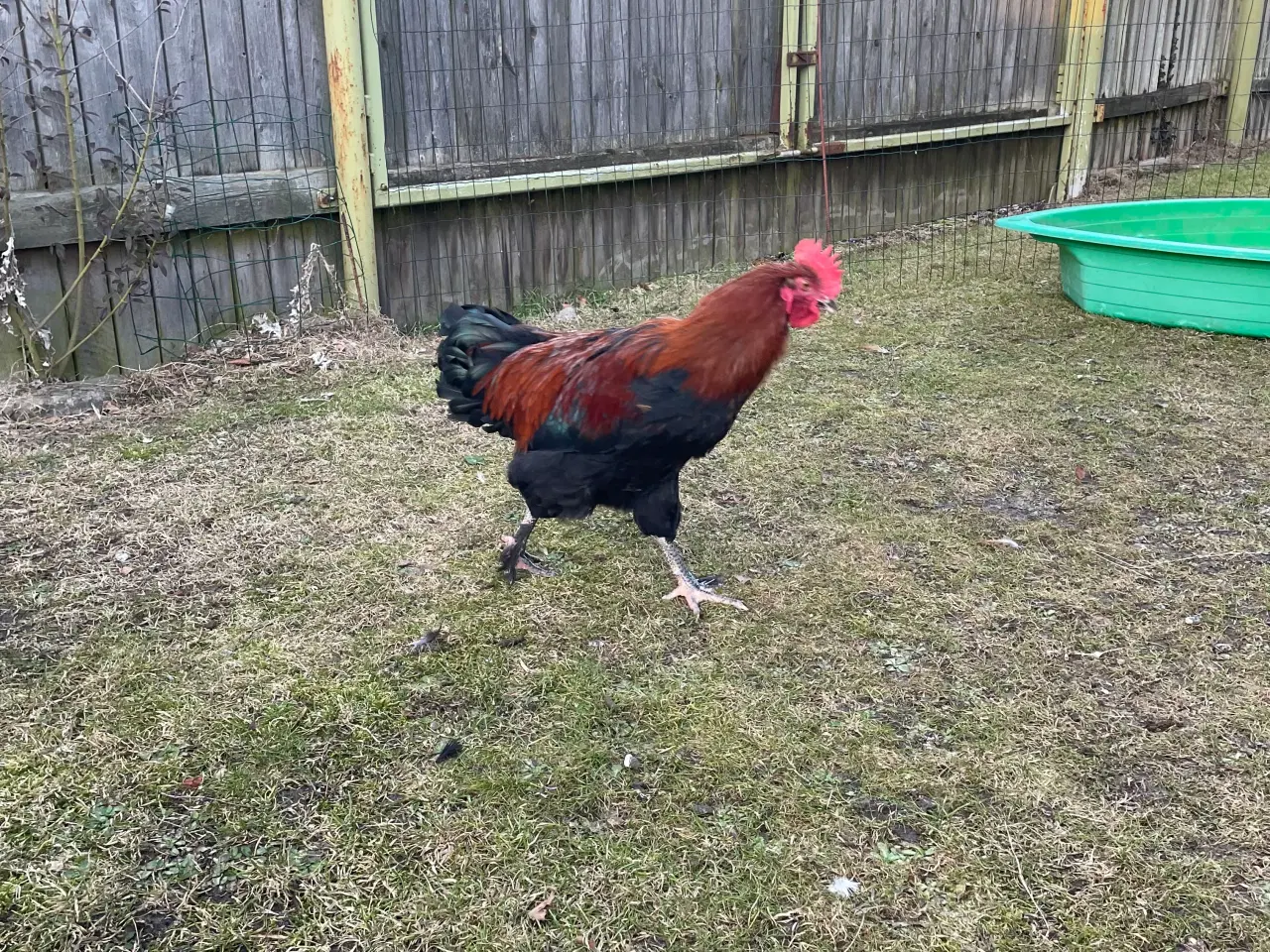 Billede 14 - Racerene Sorte Kobber Maraner og 3 blandingshaner