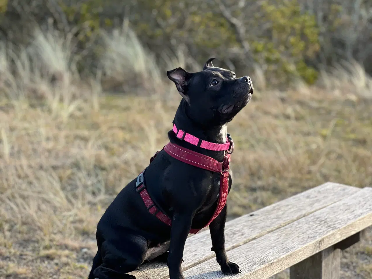 Billede 2 - Staffordshire Bull Terrier Hvalpe