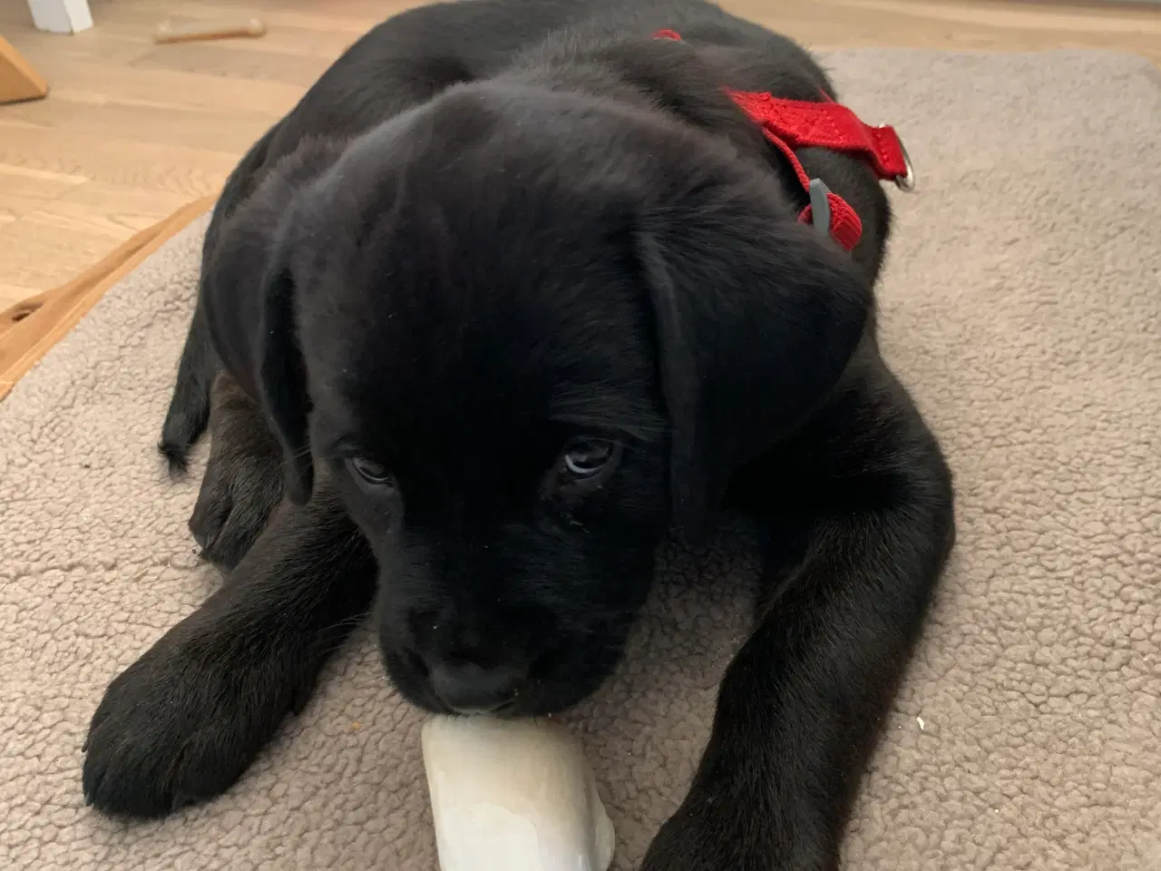 Billede 5 - Hvalp søger nyt hjem Golden retriver / Rottweiler 