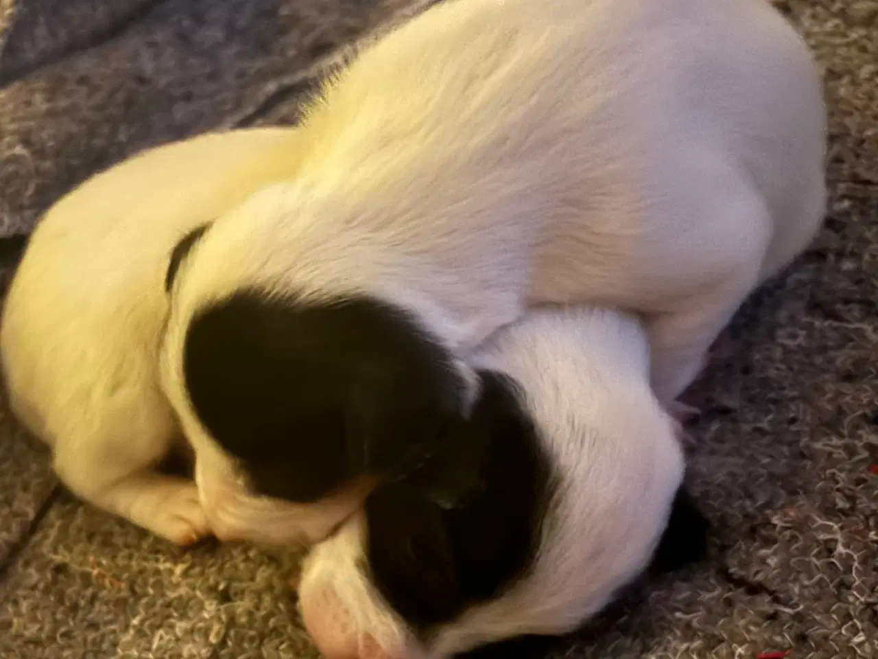 Billede 10 - Dansk/svensk-foxterrier blandingshvalpe