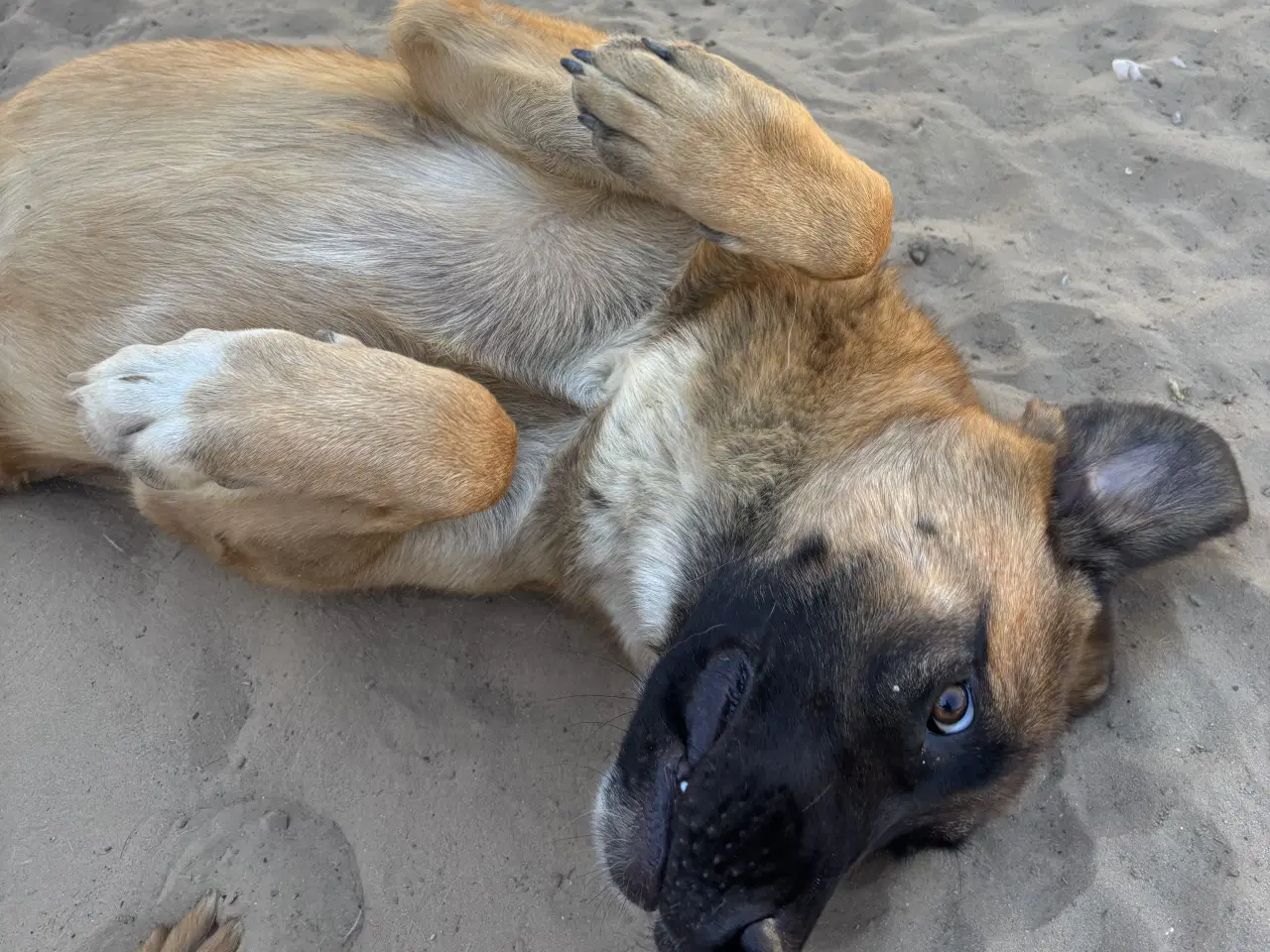 Billede 9 - Toby søger familie! 🤎