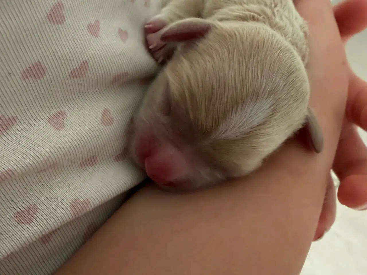 Billede 12 - Bichon havanise 