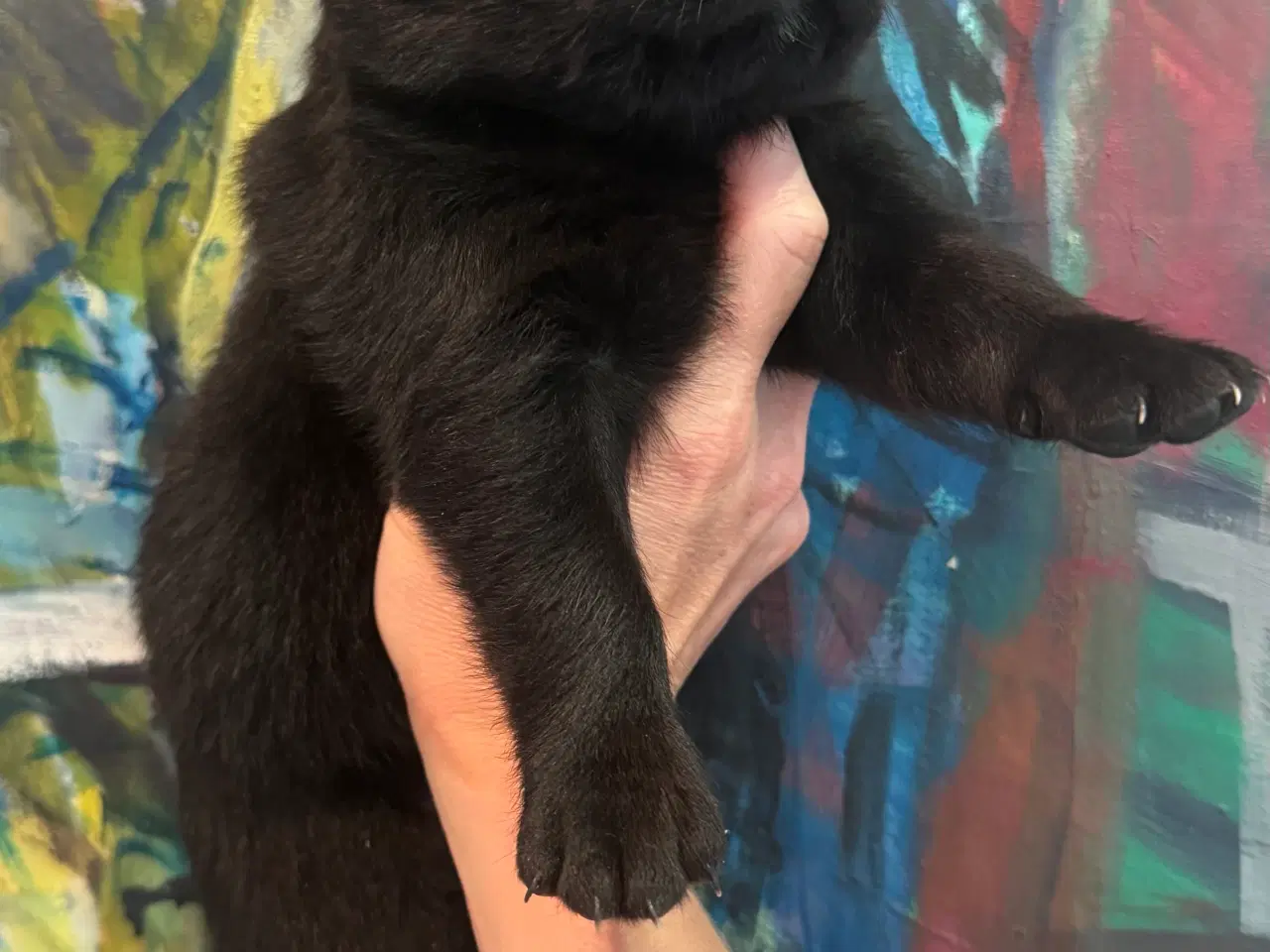 Billede 6 - Golden Retriever & Rottweiler mix