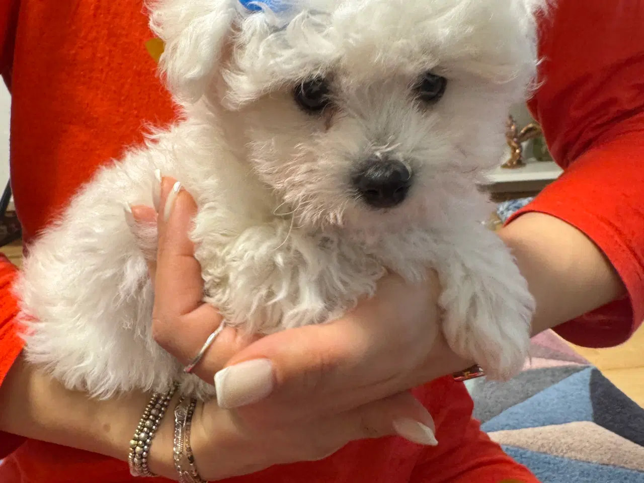 Billede 1 - Maltesisk Maltesisk Bichon