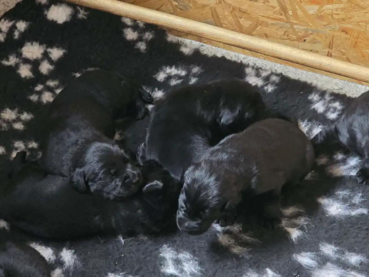 Billede 5 - labrador formel 1