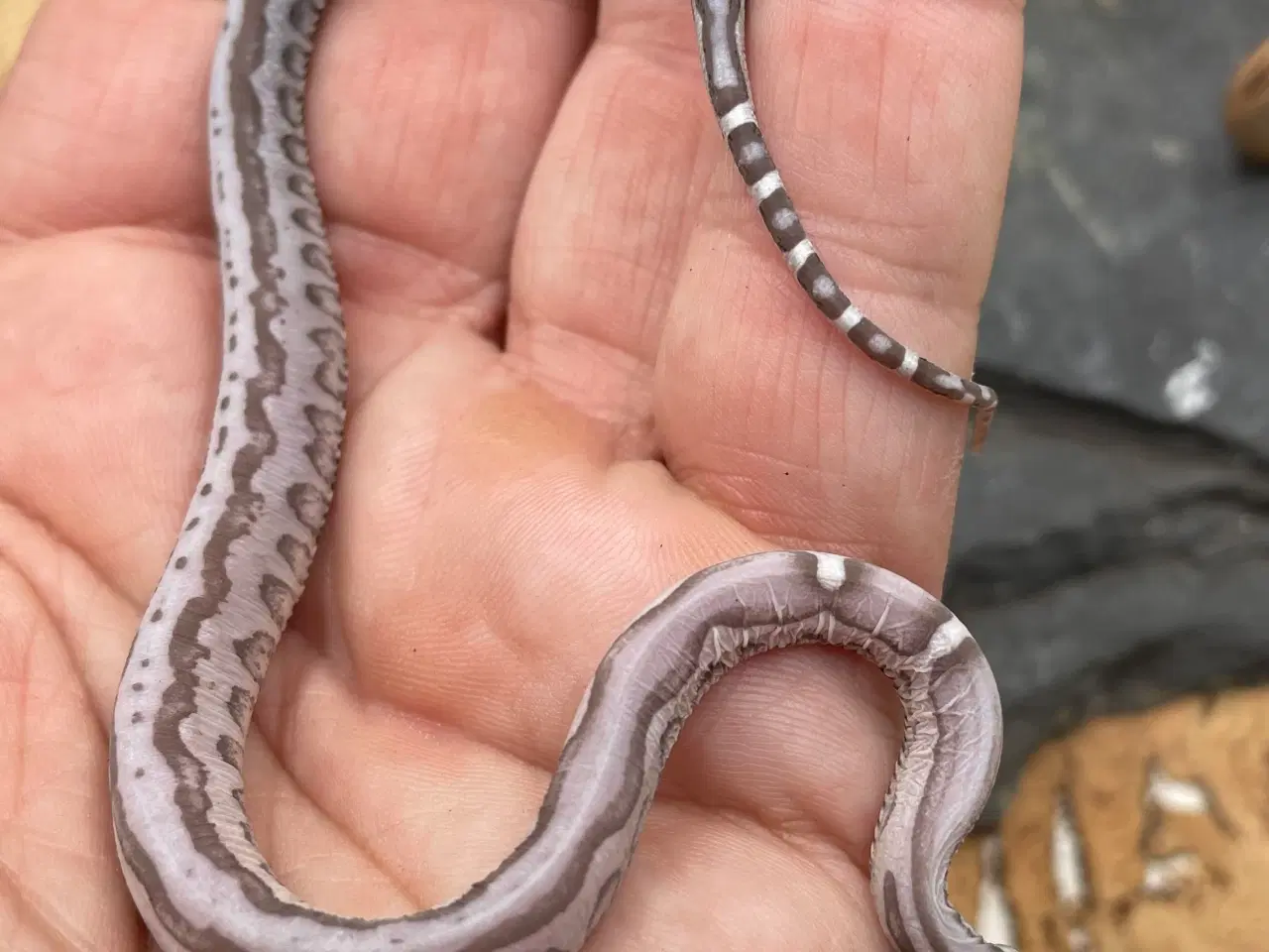 Billede 2 - Scalelees anery kornsnohe