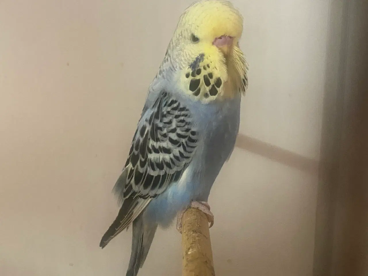 Billede 2 - Sød engelsk undulatunge