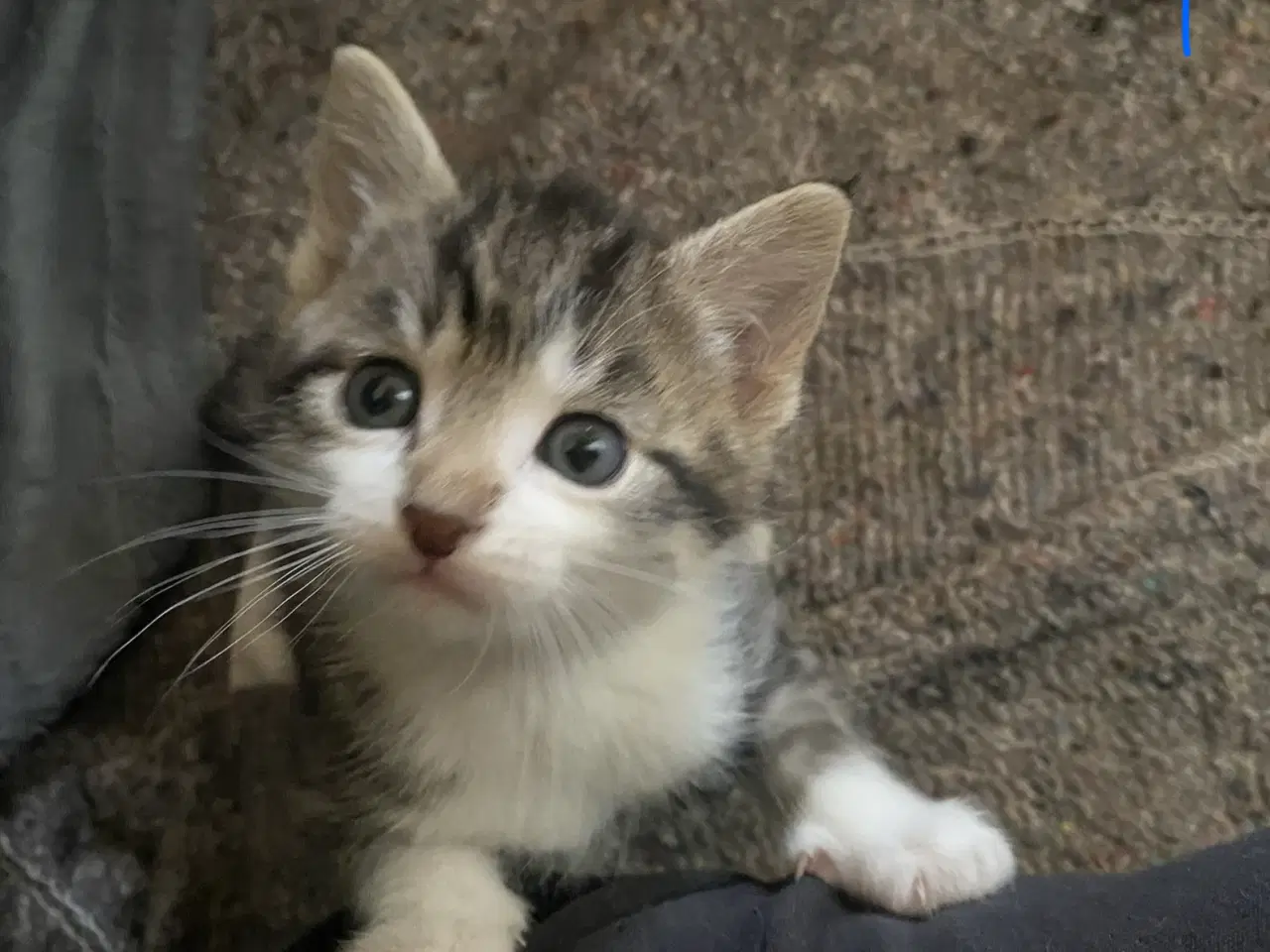 Billede 2 - Dejlige killinger salgs klar d.8-6-26