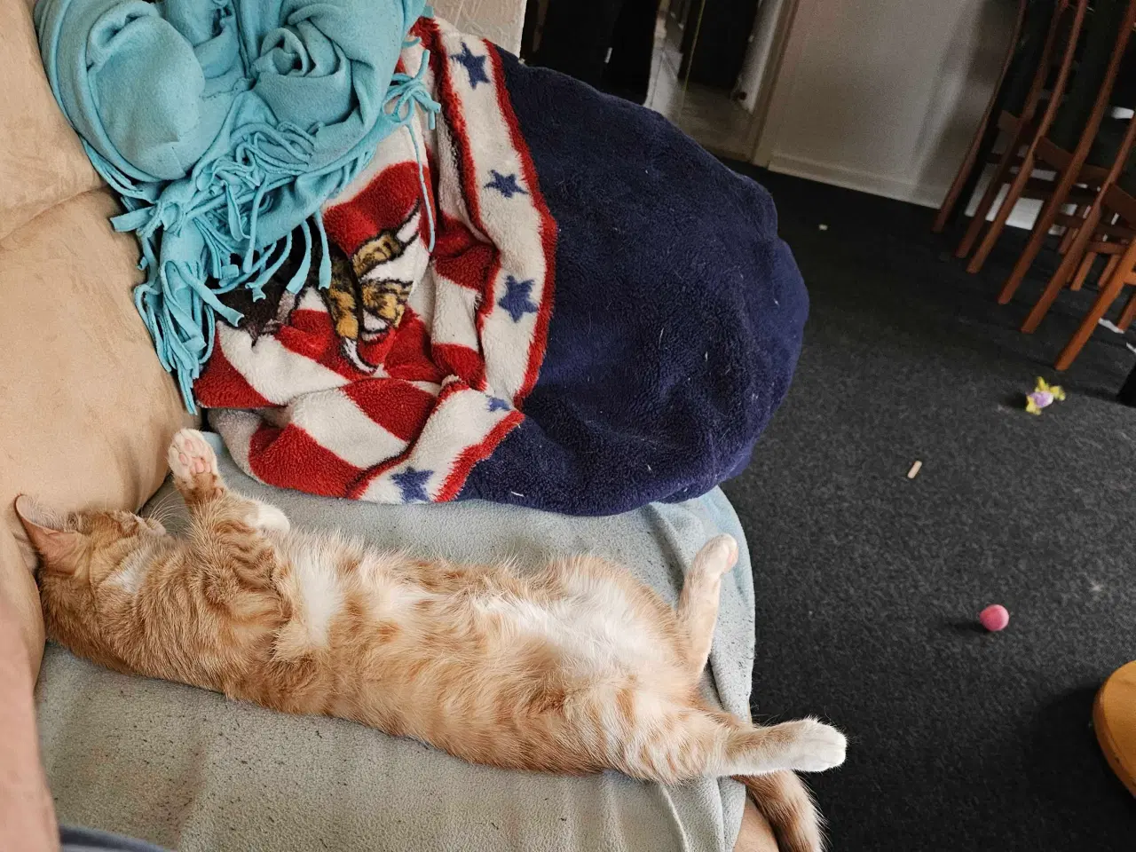 Billede 2 - Rød hun kat