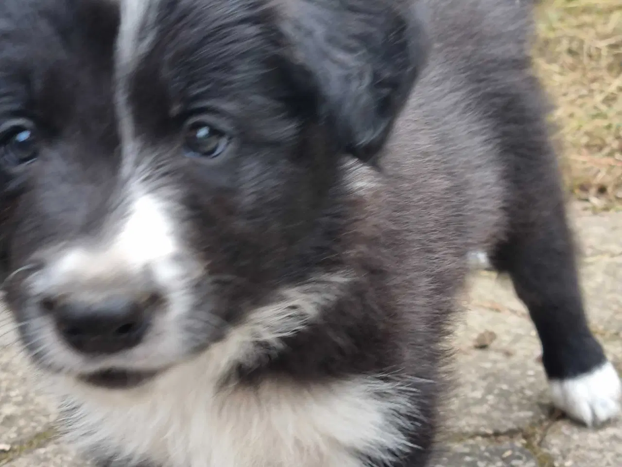 Billede 4 - Border collie hvalpe med stamtavle og gode linjer