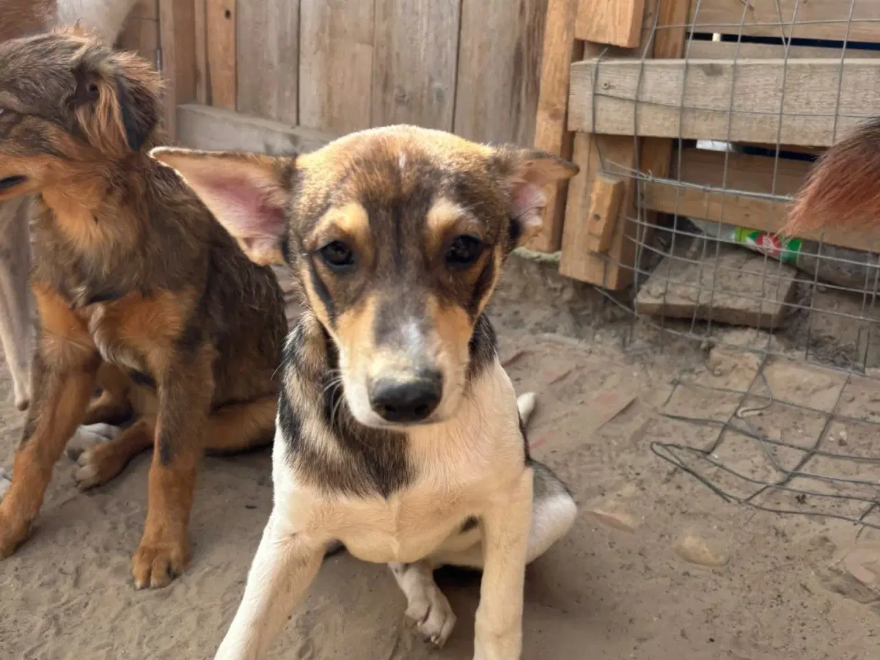 Billede 5 - Erik, modig og social 