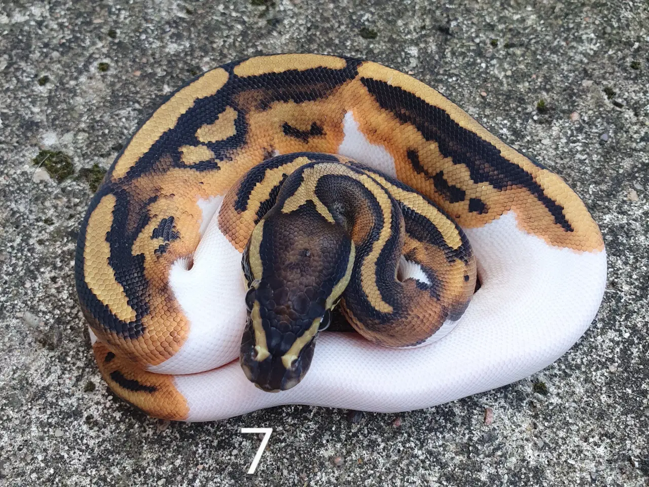 Billede 11 - Pied kongepythons. Opdateret.