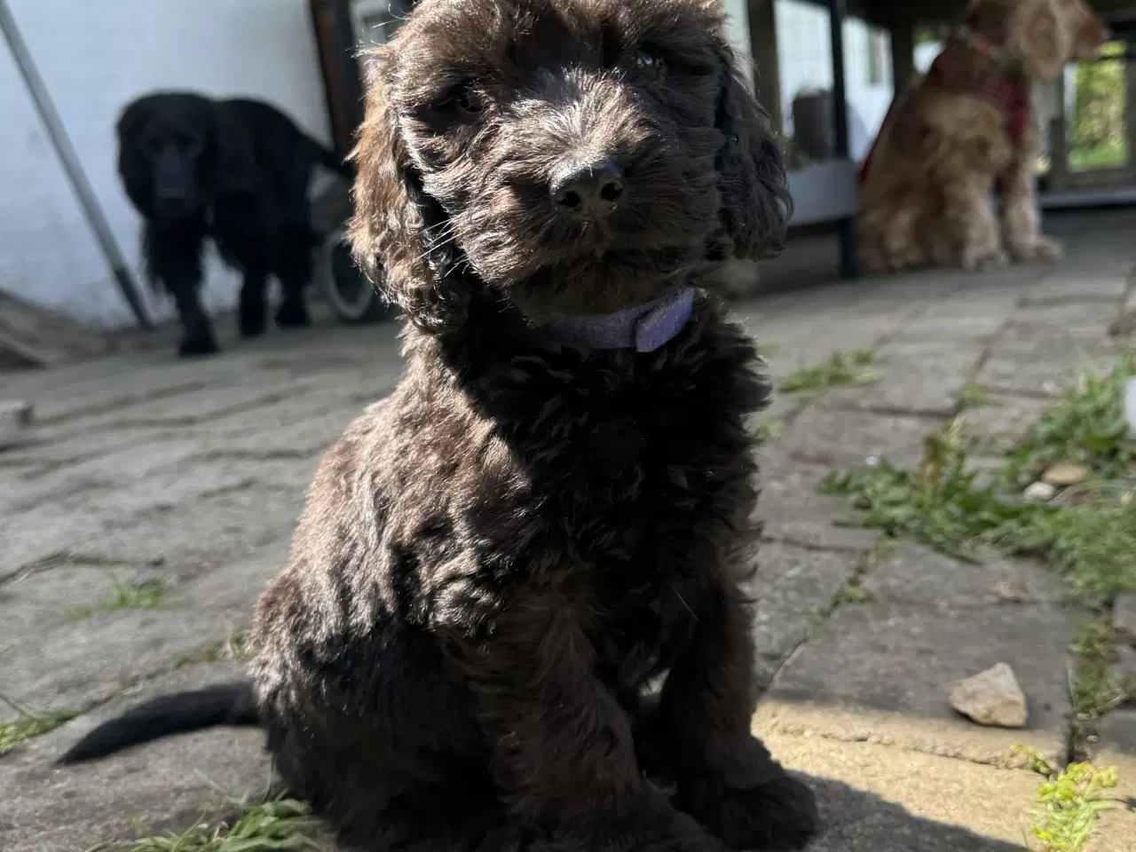 Billede 9 - Cockapoo / Cockerpoo / Doodle