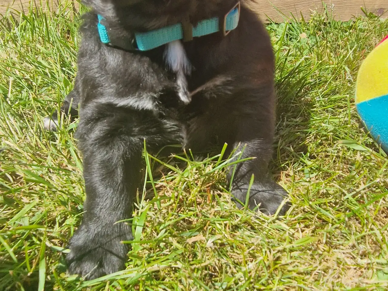 Billede 1 - Hunde hvalpe 