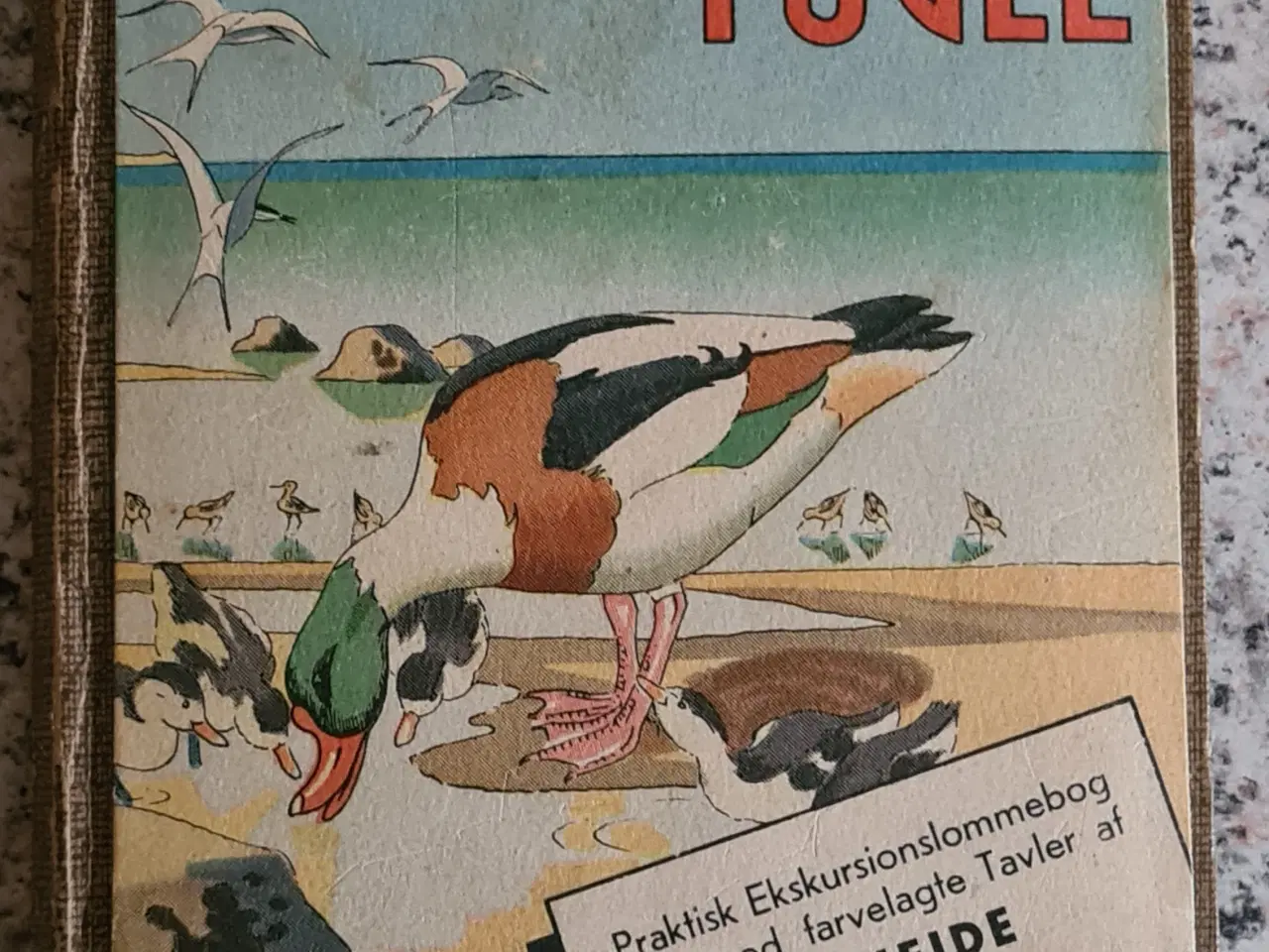 Billede 1 - Fugle Atlas over danske fugle