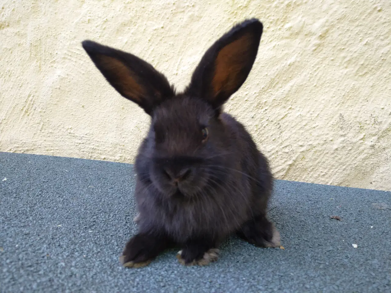 Billede 3 - Han unge hollandsk dværg kanin
