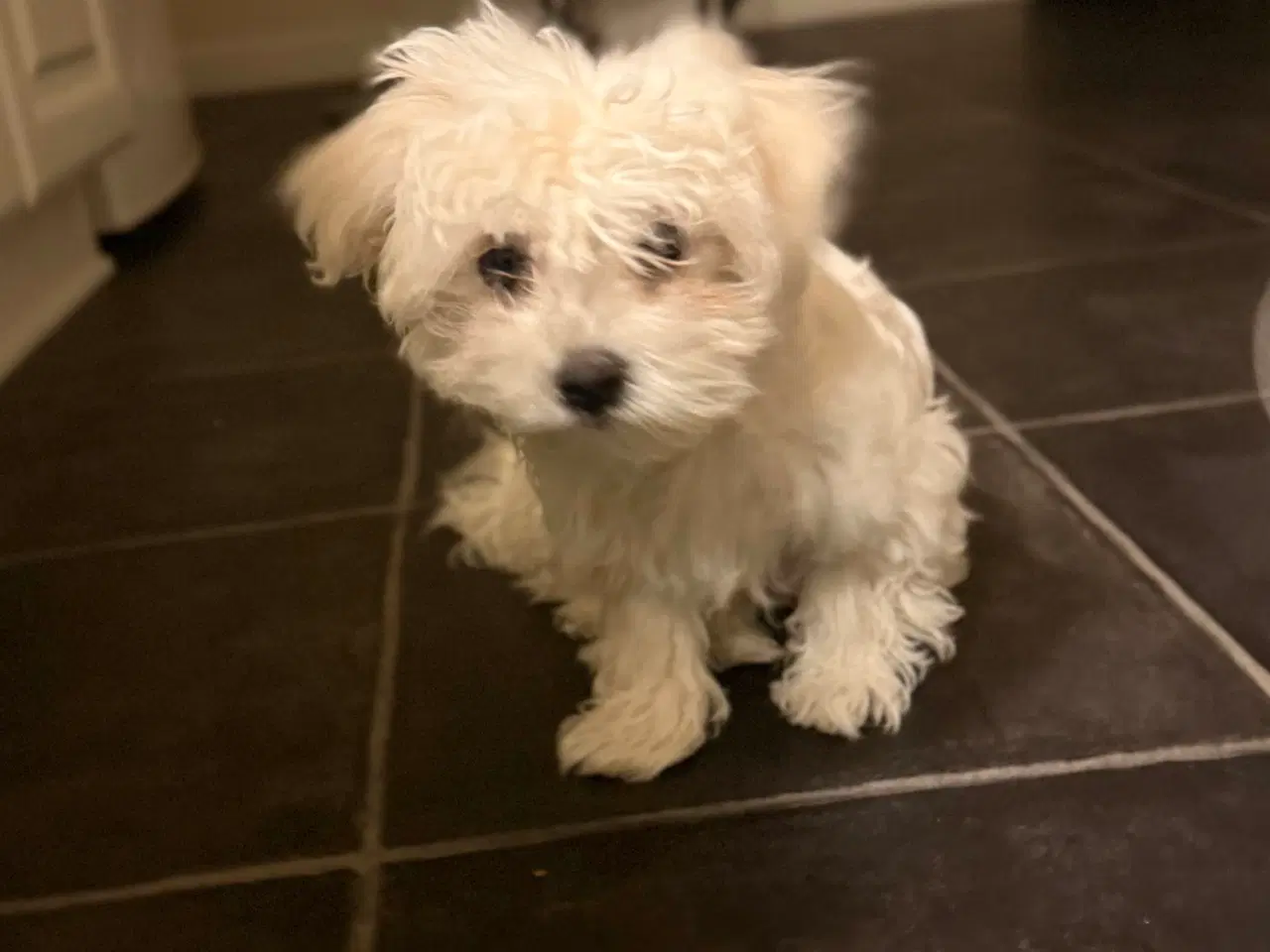Billede 8 - Hvalpe Maltese en Tæve