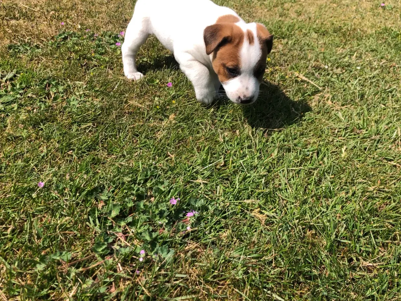 Billede 9 - Jack Russel Terrier