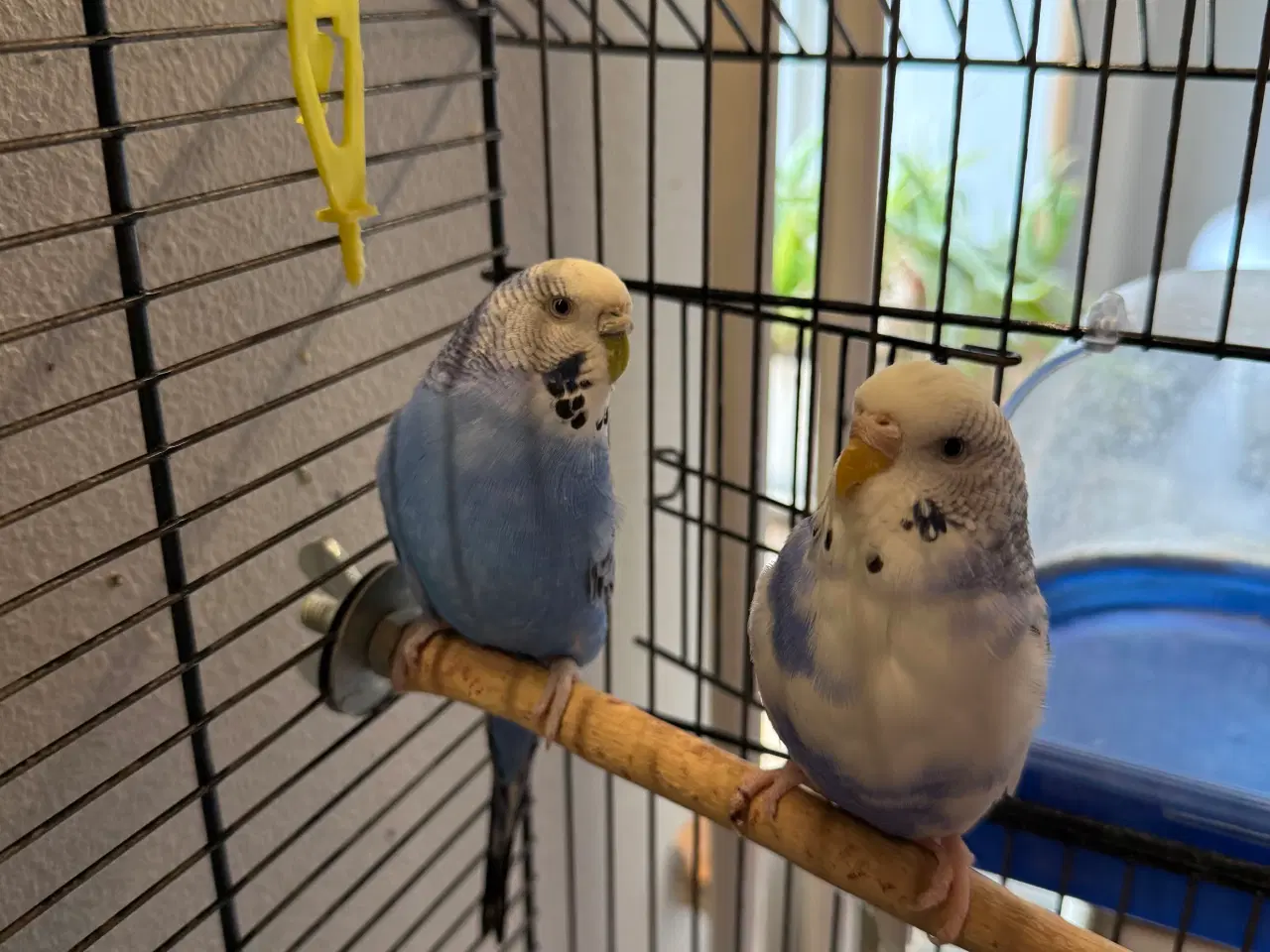 Billede 2 - To undulater med bur