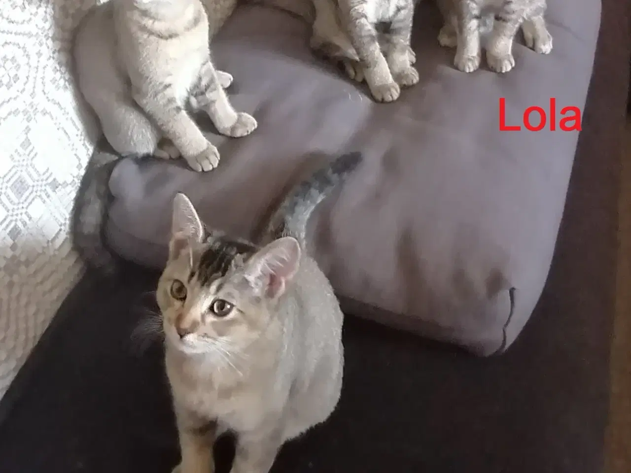 Billede 2 - Killing - Russian Blue/British Shorthair