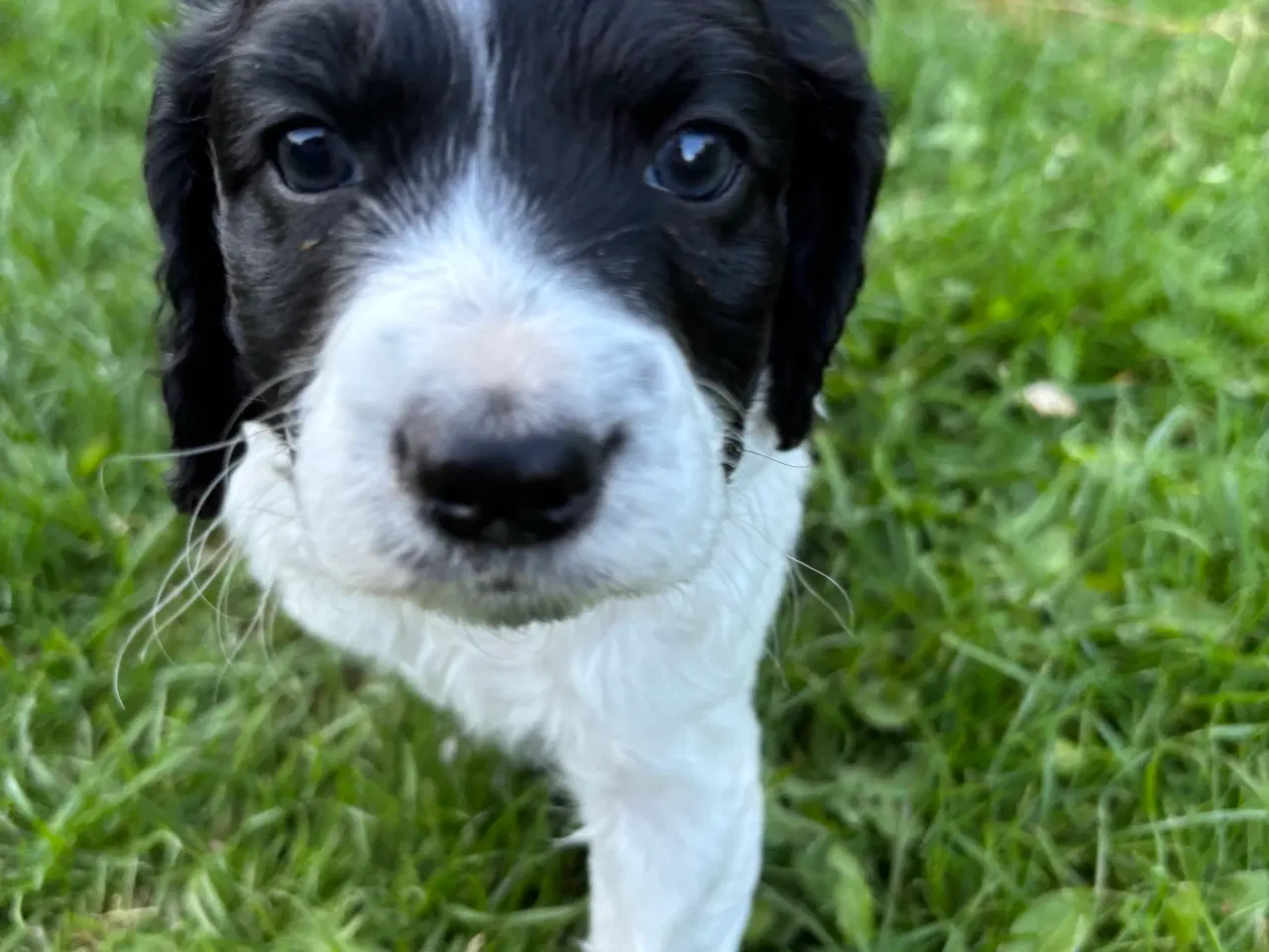 Billede 6 - Cockapoo hvalpe må flytte hjemmefra nu! 