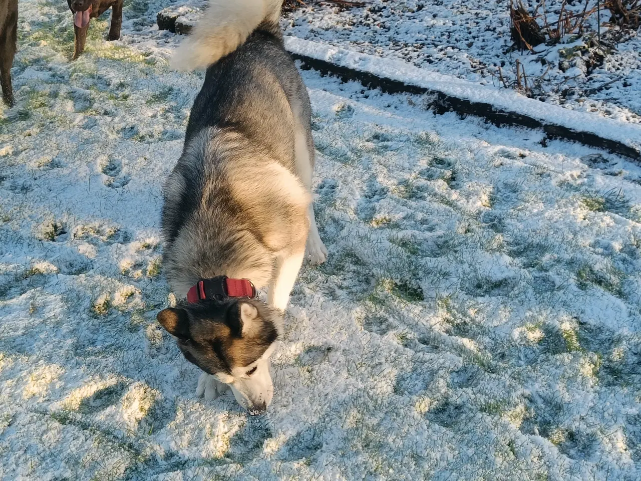 Billede 1 - Hunde søger nyt hjem