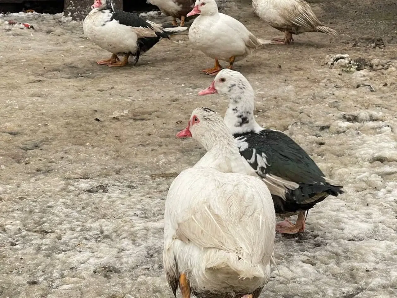 Billede 6 - Moskusænder til salg fra 250kr i 6818 Moskusanden 