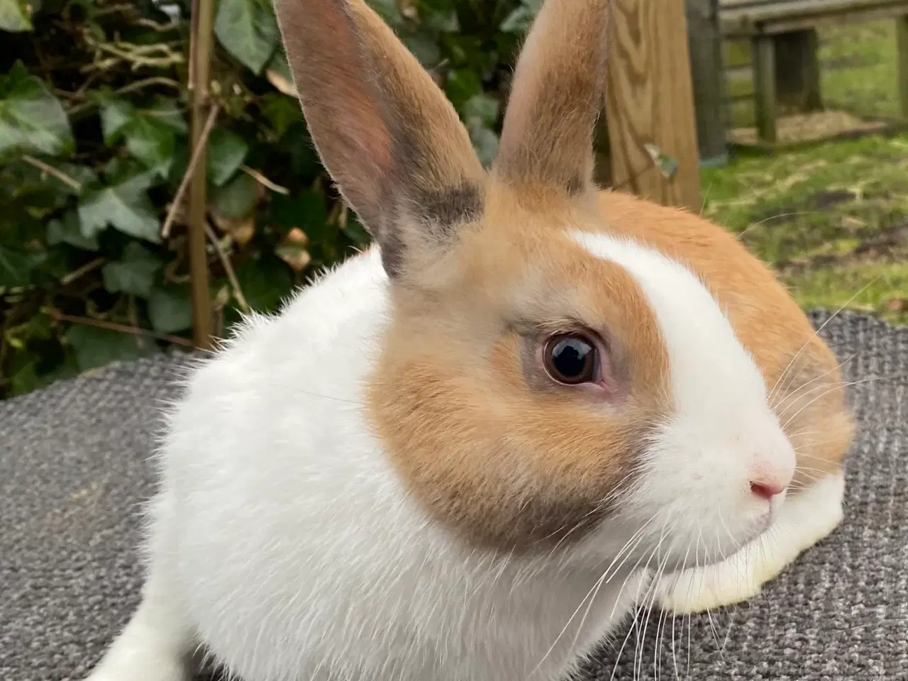 Billede 8 - HOLLÆNDER HAN MADAGASCAR