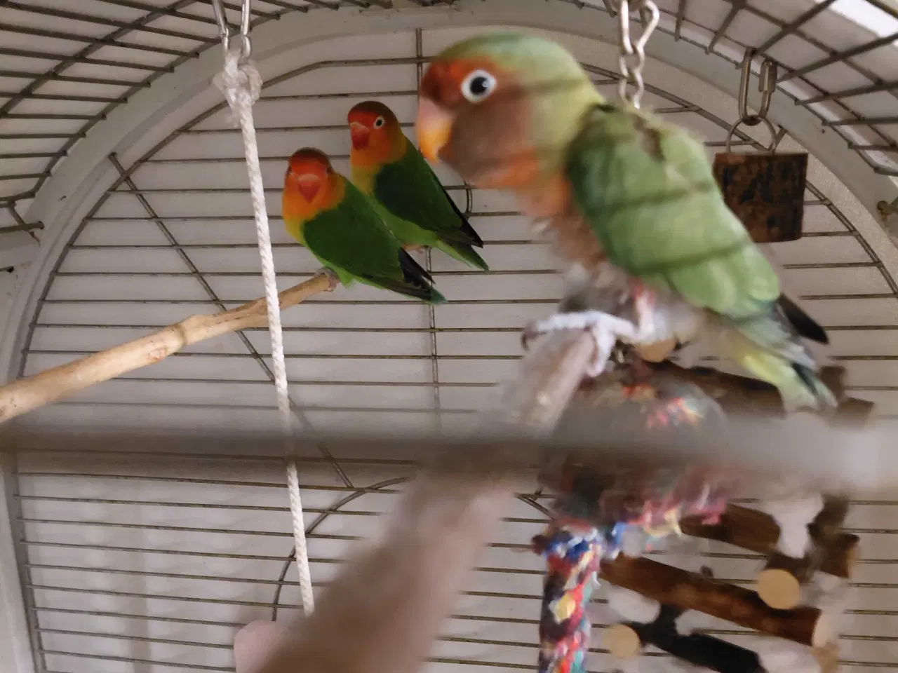 Billede 6 - Dværgpapegøje med bur