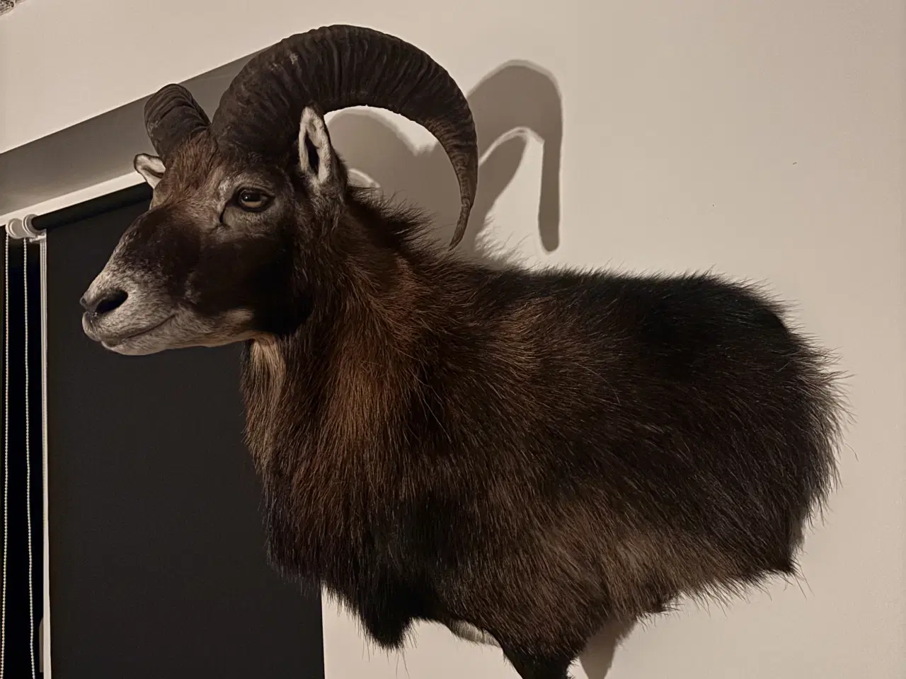 Billede 1 - SMUK MUFLON VÆDDER 