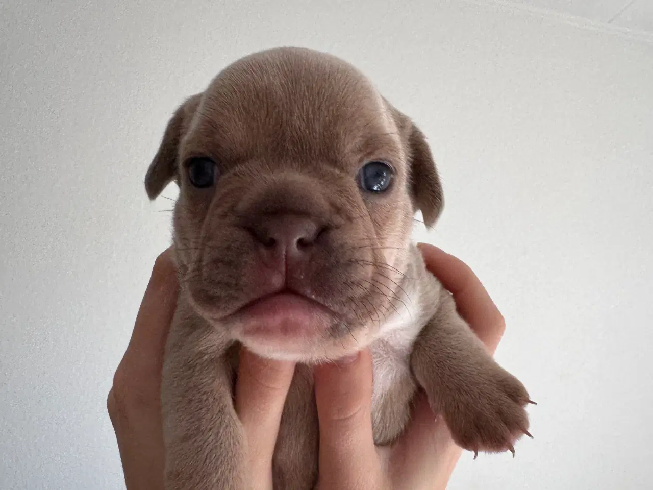 Billede 8 - Fransk bulldog hvalp