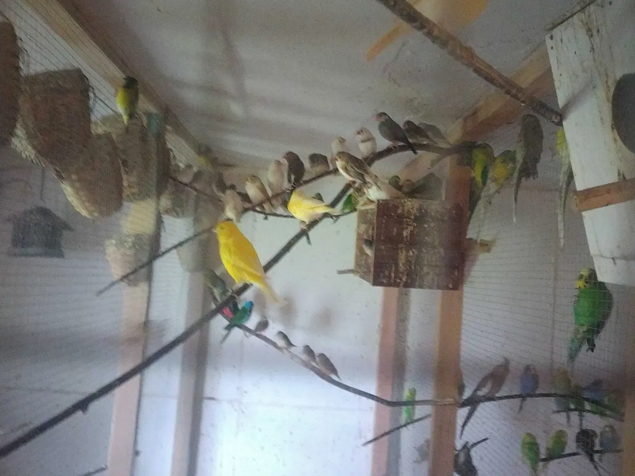 Billede 3 - Fugle købes