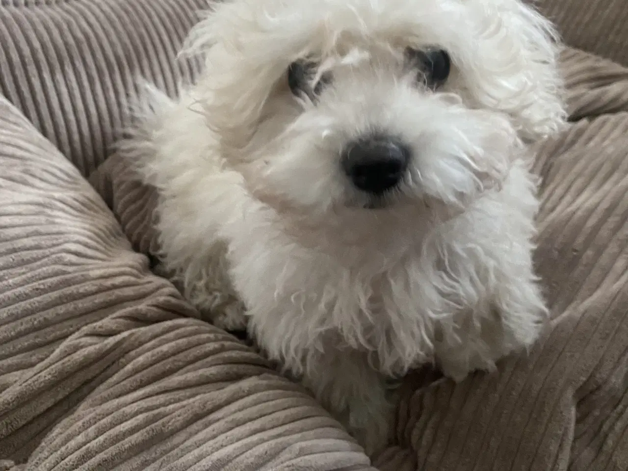 Billede 5 - Hvalpe sælges