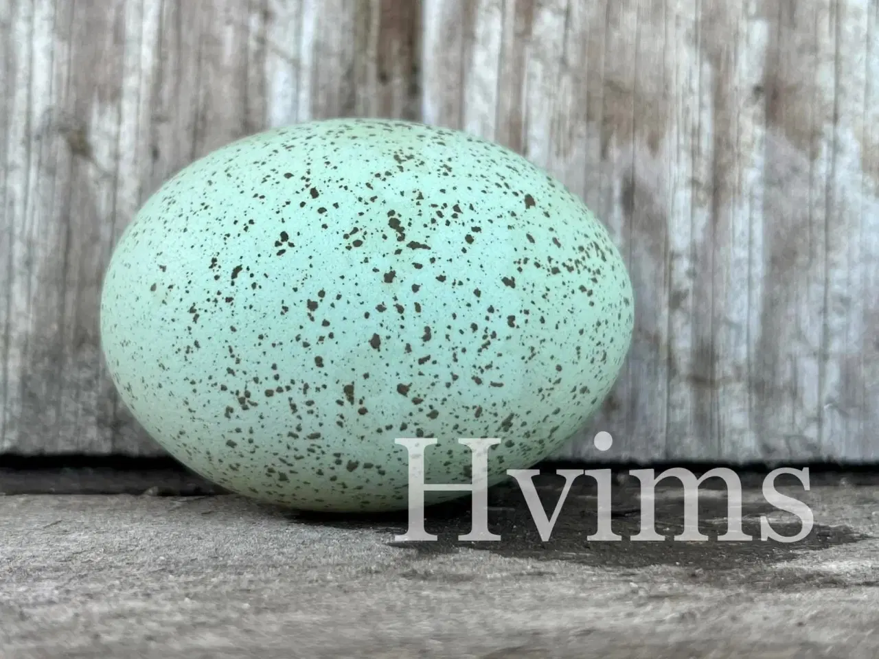 Billede 2 - Bestil DAGGAMLE kyllinger, rene racer & blandinger