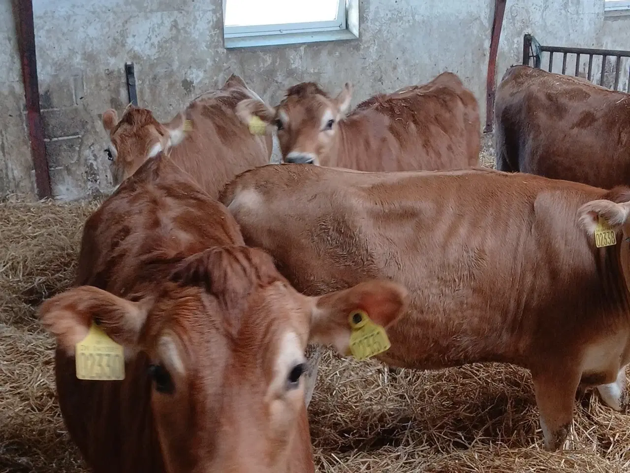 Billede 5 - Drægtige Jersey kvier 