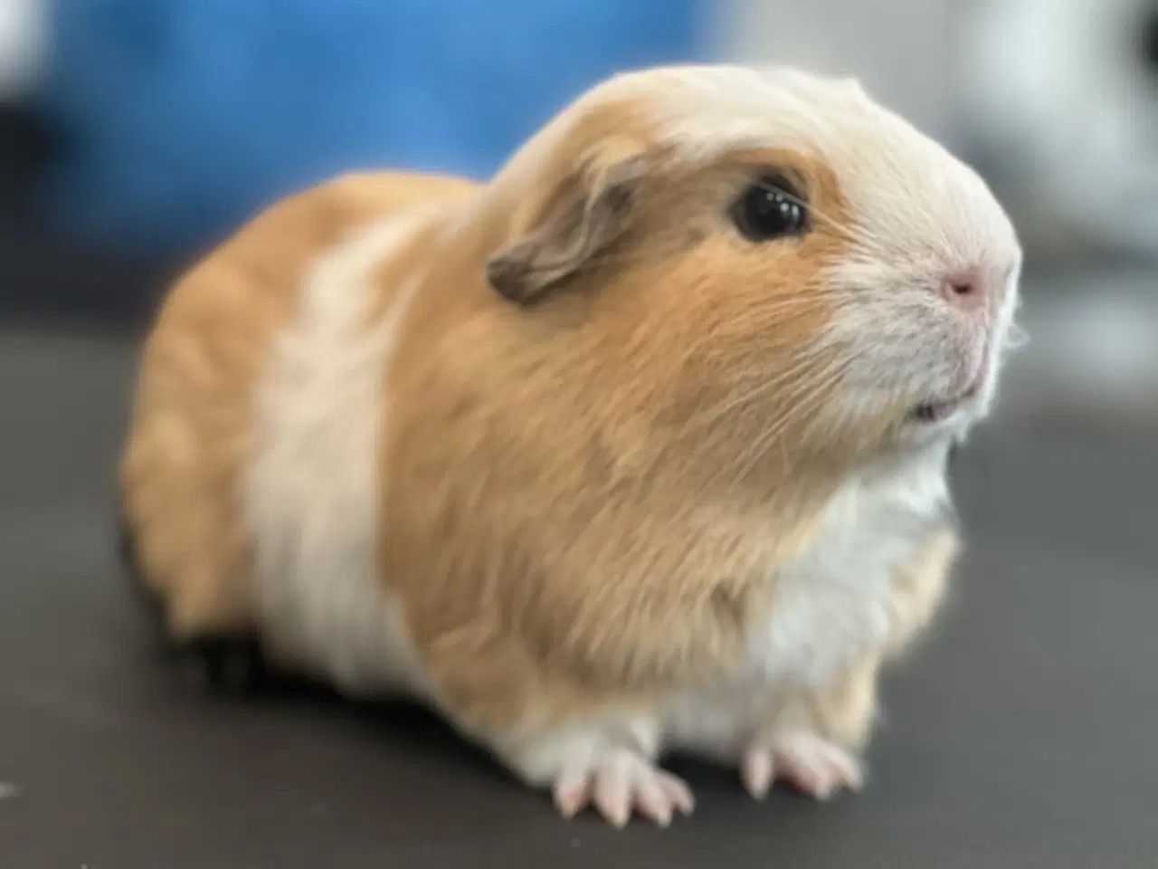 Billede 8 - Marsvine han, saltkaramel