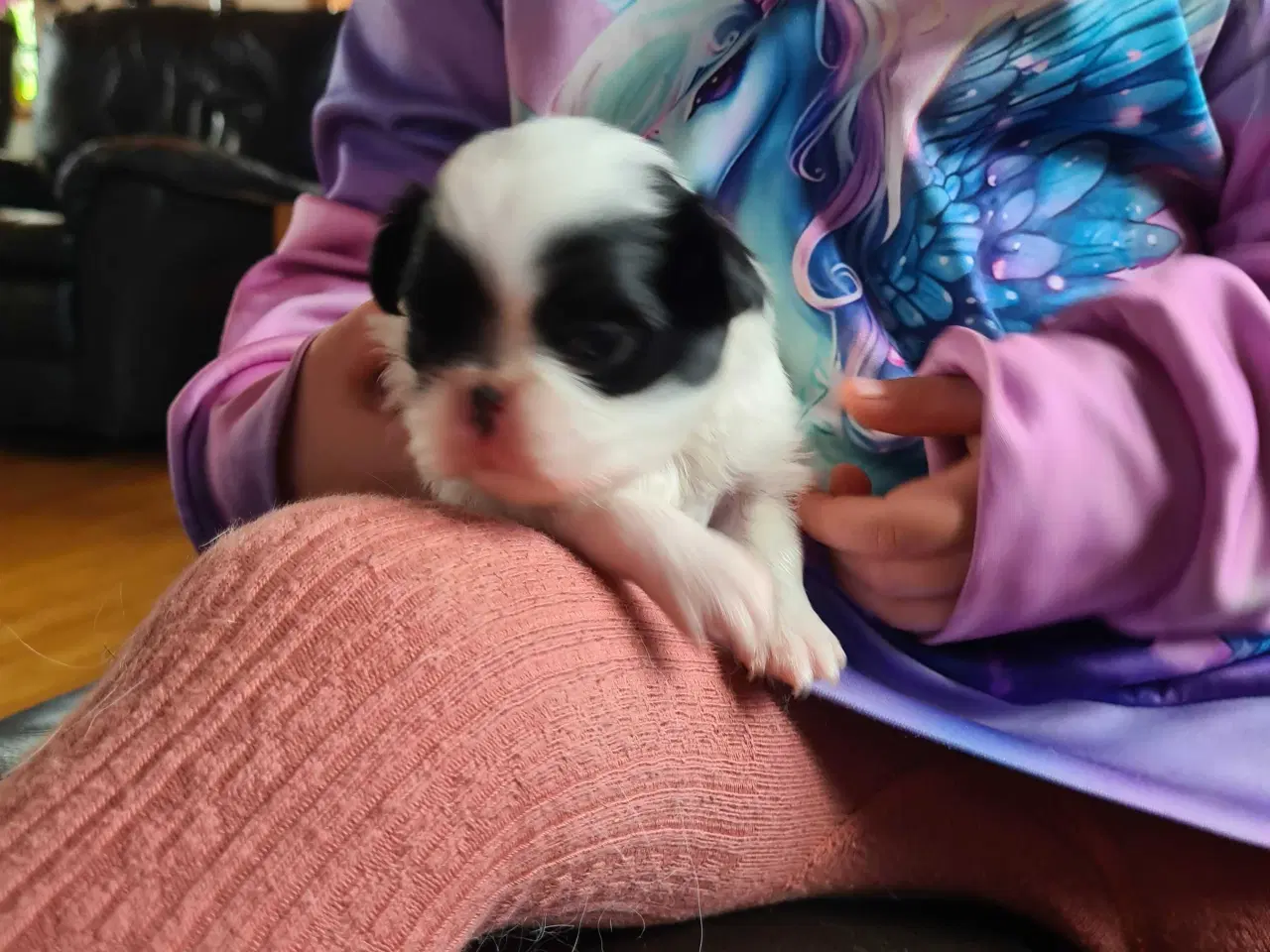 Billede 13 - Japanese chin hvalpe 