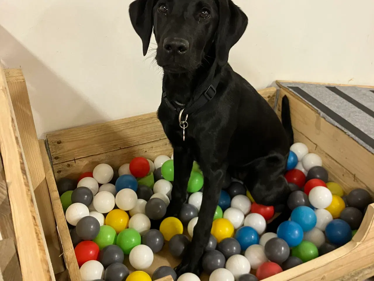 Billede 1 - Labrador, 9 måneder, søger nyt hjem