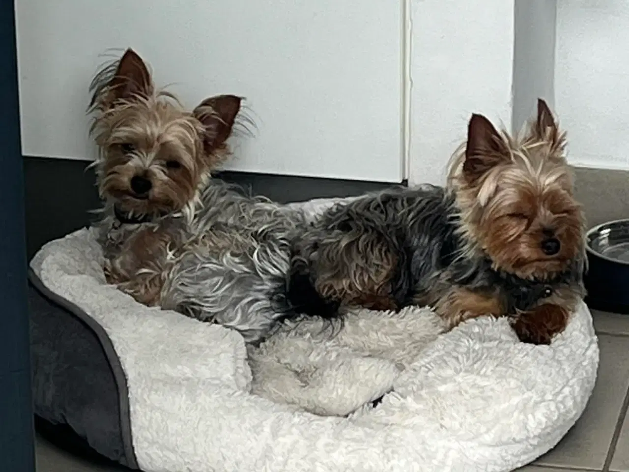Billede 6 - Yorkshireterrier hvalpe 4 uger. 