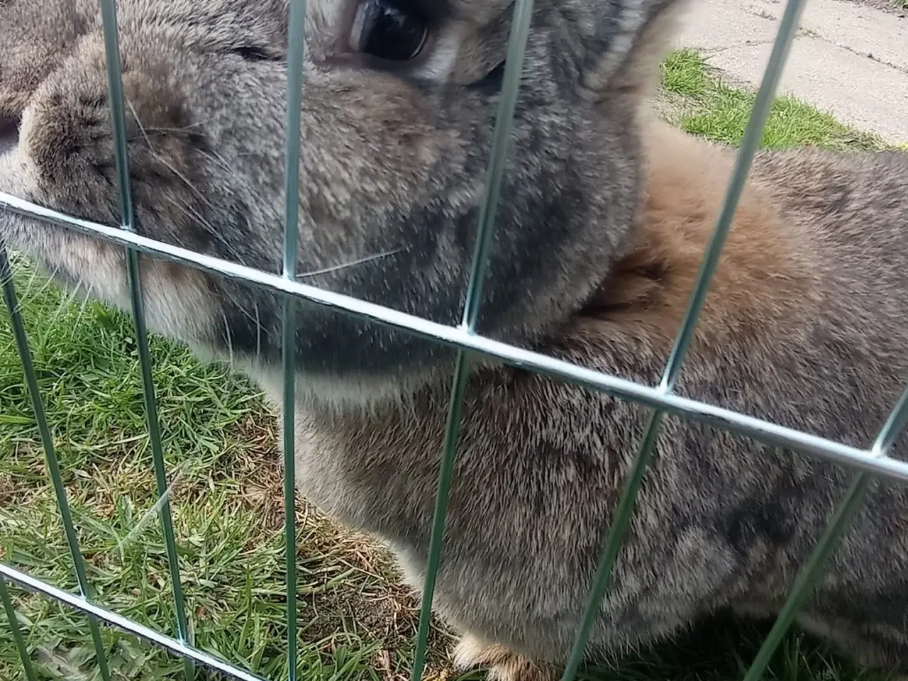 Billede 2 - Søger Belgisk kæmpe hun kanin